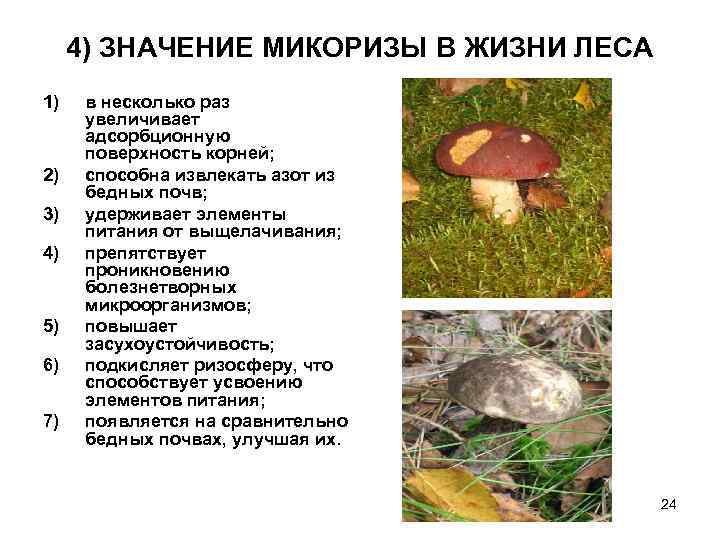 4) ЗНАЧЕНИЕ МИКОРИЗЫ В ЖИЗНИ ЛЕСА 1) 2) 3) 4) 5) 6) 7) в