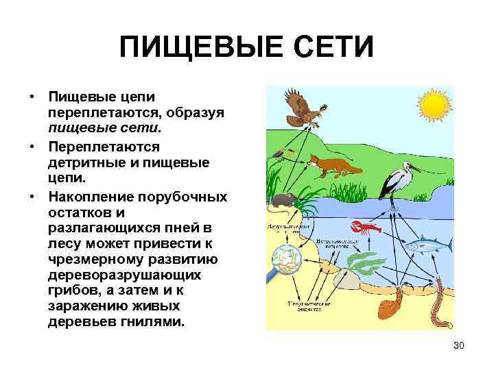 ПИЩЕВЫЕ СЕТИ • Пищевые цепи переплетаются, образуя пищевые сети. • Переплетаются детритные и пищевые