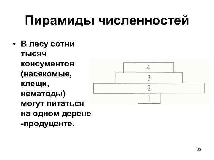 Пирамиды численностей • В лесу сотни тысяч консументов (насекомые, клещи, нематоды) могут питаться на