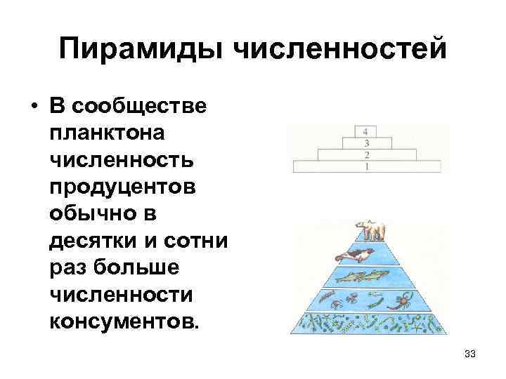 Пирамиды численностей • В сообществе планктона численность продуцентов обычно в десятки и сотни раз