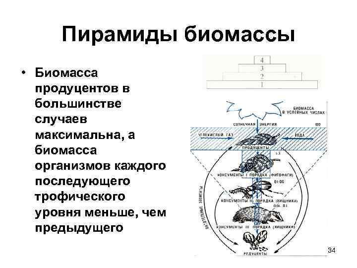 Пирамиды биомассы • Биомасса продуцентов в большинстве случаев максимальна, а биомасса организмов каждого последующего