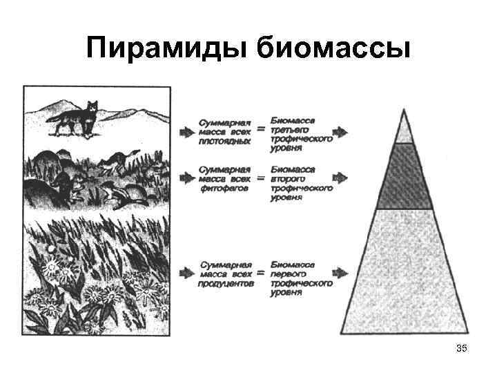 Пирамиды биомассы 35 