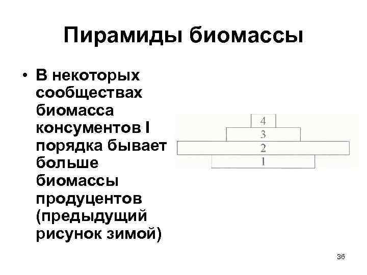 Пирамиды биомассы • В некоторых сообществах биомасса консументов I порядка бывает больше биомассы продуцентов