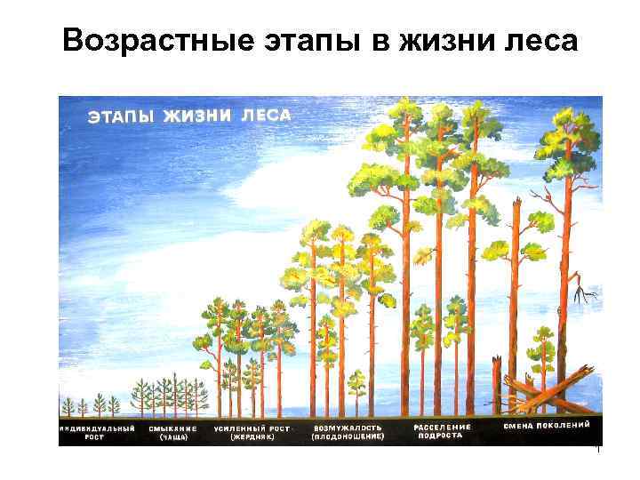 Возрастные этапы в жизни леса 1 