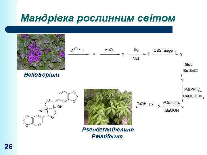 Мандрівка рослинним світом Heliotropium Pseuderanthemum Palatiferum 26 