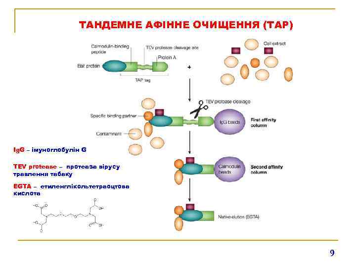 ТАНДЕМНЕ АФІННЕ ОЧИЩЕННЯ (TAP) Ig. G – імуноглобулін G TEV protease – протеаза вірусу