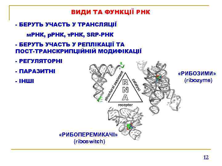 ВИДИ ТА ФУНКЦІЇ РНК - БЕРУТЬ УЧАСТЬ У ТРАНСЛЯЦІЇ м. РНК, р. РНК, т.