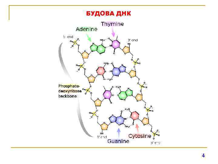 БУДОВА ДНК 4 
