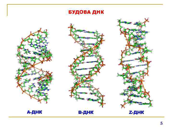 БУДОВА ДНК A-ДНК B-ДНК Z-ДНК 5 
