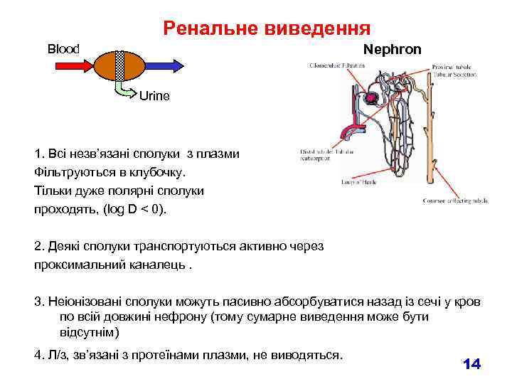 Ренальне виведення Nephron Blood Urine 1. Всі незв’язані сполуки з плазми Фільтруються в клубочку.