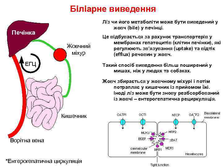 Біліарне виведення Л/з чи його метаболіти може бути виведений у жовч (bile) у печінці.