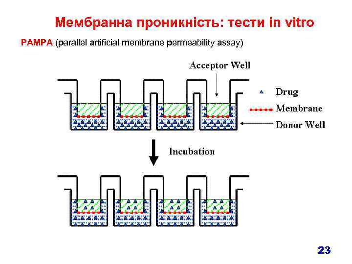 Мембранна проникність: тести in vitro PAMPA (parallel artificial membrane permeability assay) 23 