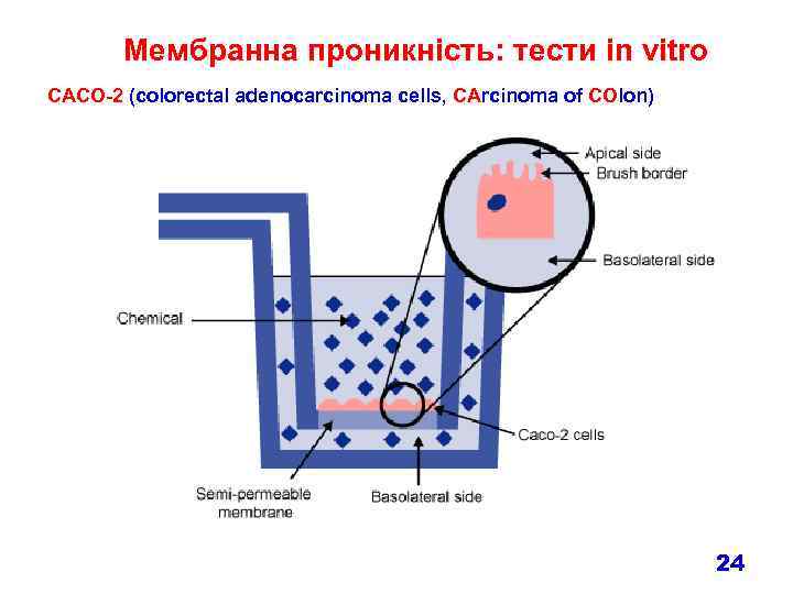 Мембранна проникність: тести in vitro CACO-2 (colorectal adenocarcinoma cells, CArcinoma of COlon) 24 