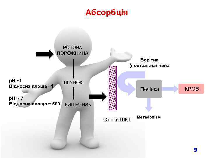 Абсорбція РОТОВА ПОРОЖНИНА Ворітна (портальна) вена p. H ~1 Відносна площа ~1 p. H