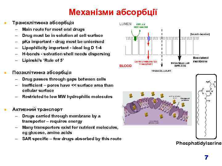 Механізми абсорбції l Трансклітинна абсорбція – – – l Main route for most oral