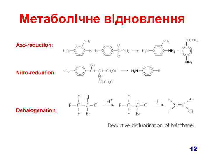 Метаболічне відновлення Azo-reduction: Nitro-reduction: Dehalogenation: 12 