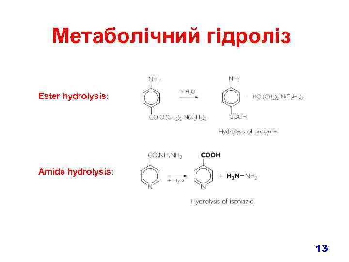 Метаболічний гідроліз Ester hydrolysis: Amide hydrolysis: 13 