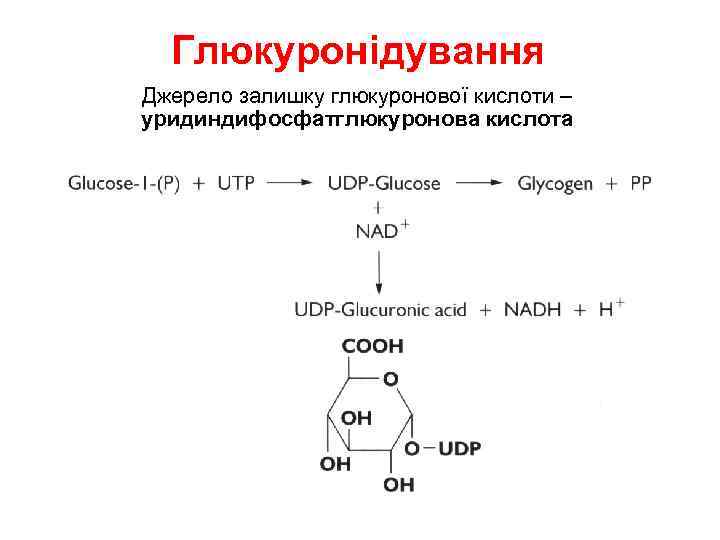 Глюкуронідування Джерело залишку глюкуронової кислоти – уридиндифосфатглюкуронова кислота 
