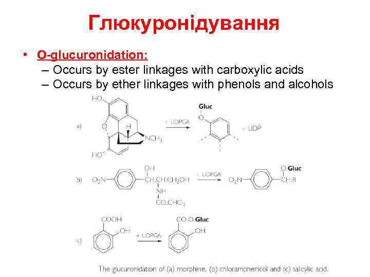 Глюкуронідування • O-glucuronidation: – Occurs by ester linkages with carboxylic acids – Occurs by