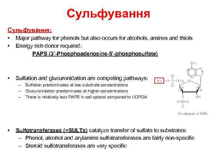 Сульфування: • • Major pathway for phenols but also occurs for alcohols, amines and