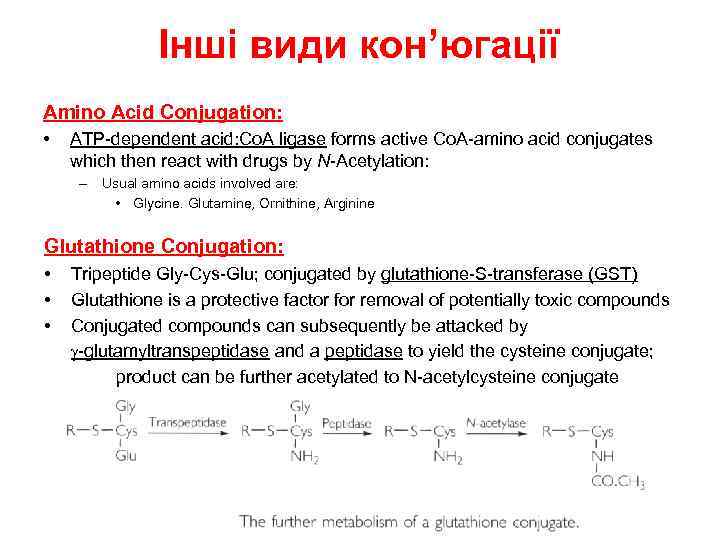 Інші види кон’югації Amino Acid Conjugation: • ATP-dependent acid: Co. A ligase forms active