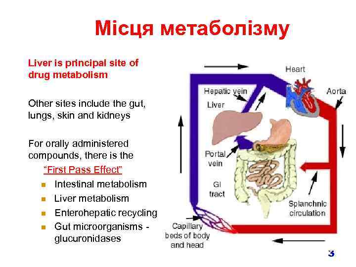 Місця метаболізму Liver is principal site of drug metabolism Other sites include the gut,