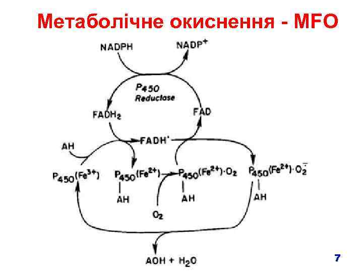 Метаболічне окиснення - MFO 7 