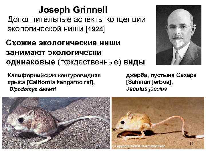Joseph Grinnell Дополнительные аспекты концепции Other aspects of his niche concept экологической ниши [1924]
