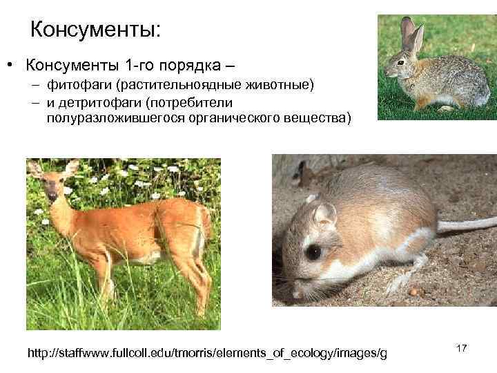 Консументы: • Консументы 1 -го порядка – – фитофаги (растительноядные животные) – и детритофаги