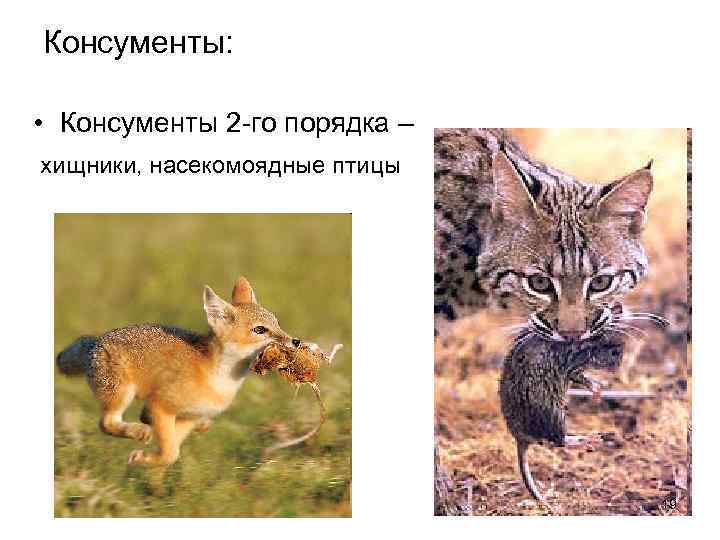 Консументы: • Консументы 2 -го порядка – хищники, насекомоядные птицы 19 
