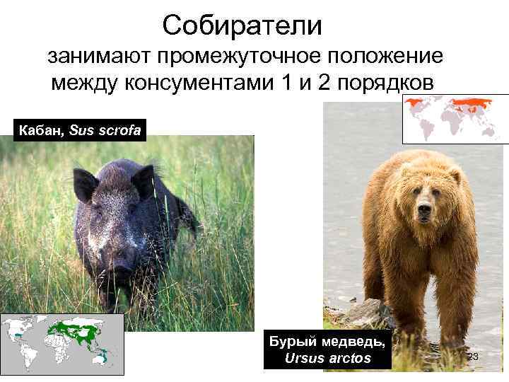 Собиратели занимают промежуточное положение между консументами 1 и 2 порядков Кабан, Sus scrofa Бурый