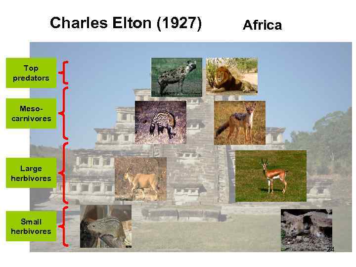 Charles Elton (1927) Africa Top predators Mesocarnivores Large herbivores Small herbivores 24 