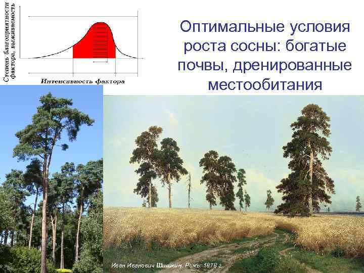 Оптимальные условия роста сосны: богатые почвы, дренированные местообитания 31 Иванович Шишкин. Рожь. 1878 г.