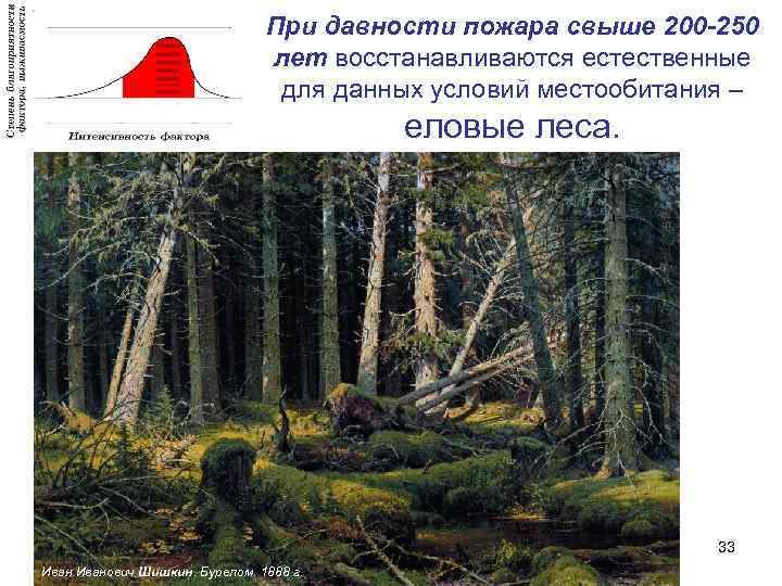 При давности пожара свыше 200 -250 лет восстанавливаются естественные для данных условий местообитания –