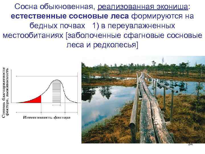 Сосна обыкновенная, реализованная экониша: естественные сосновые леса формируются на бедных почвах 1) в переувлажненных