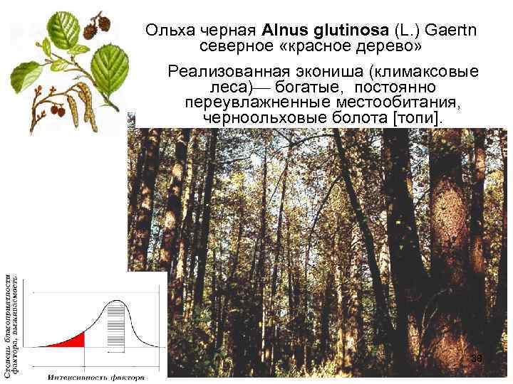 Ольха черная Alnus glutinosa (L. ) Gaertn северное «красное дерево» Реализованная экониша (климаксовые леса)