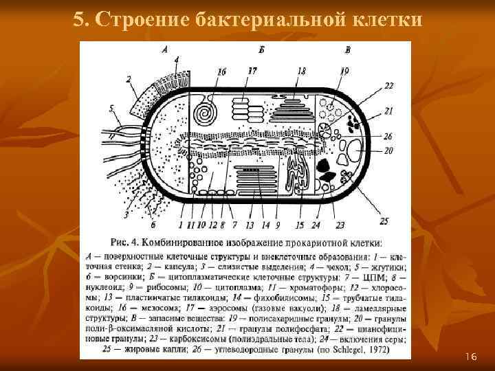 Как называется структура бактериальной клетки обозначенная на рисунке цифрой 1