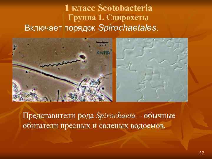 Спирохеты микробиология презентация