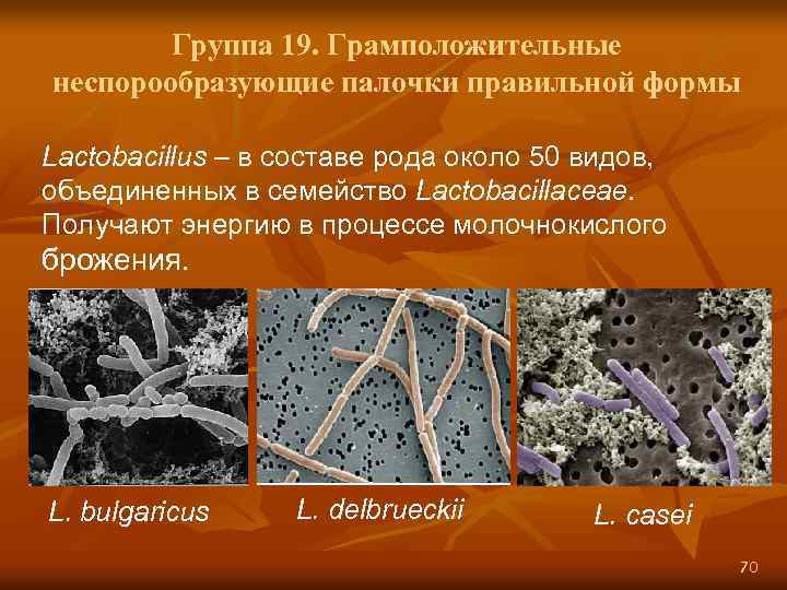 Группа 19. Грамположительные неспорообразующие палочки правильной формы Lactobacillus – в составе рода около 50