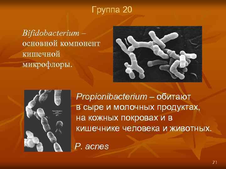 Группа 20 Bifidobacterium – основной компонент кишечной микрофлоры. Propionibacterium – обитают в сыре и