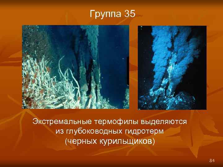 Рассмотрите схему строения черного курильщика и определите к какой группе относится вестиментиферы