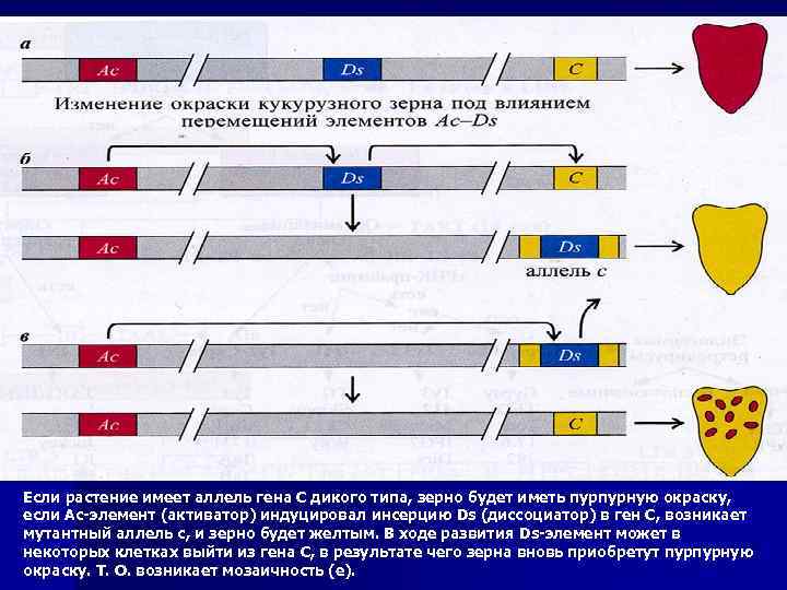 Если растение имеет аллель гена С дикого типа, зерно будет иметь пурпурную окраску, если