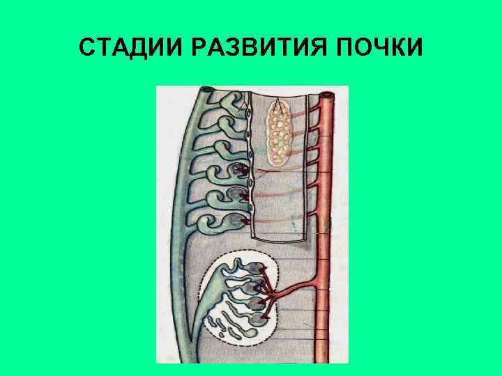 СТАДИИ РАЗВИТИЯ ПОЧКИ 