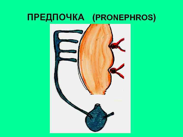 Мужская мочеполовая система схема