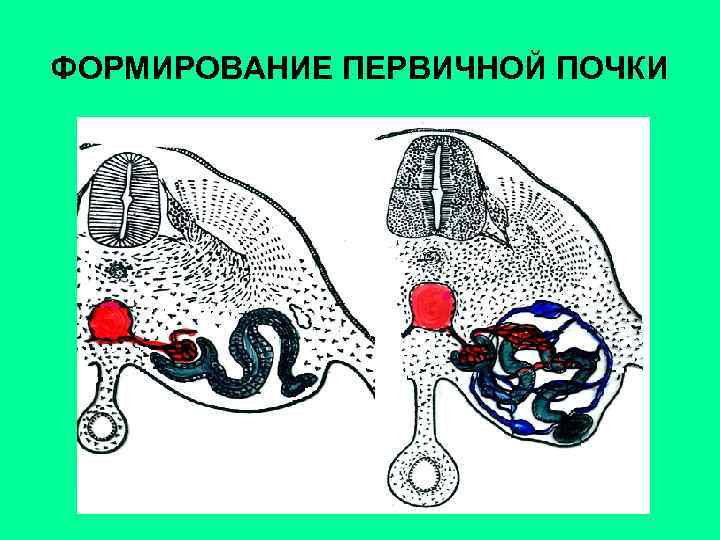 Строение мужской мочеполовой системы анатомия в картинках