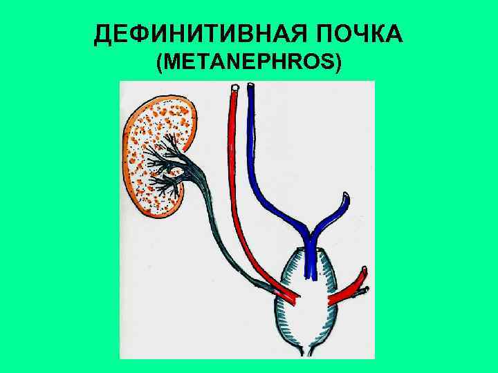 ДЕФИНИТИВНАЯ ПОЧКА (METANEPHROS) 