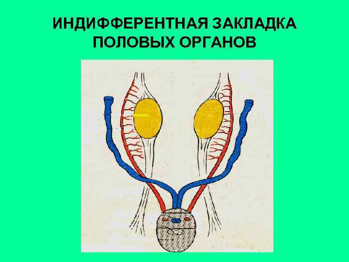 Строение мужской мочеполовой системы анатомия в картинках