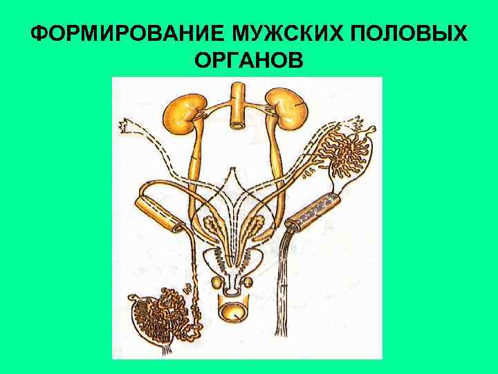 ФОРМИРОВАНИЕ МУЖСКИХ ПОЛОВЫХ ОРГАНОВ 