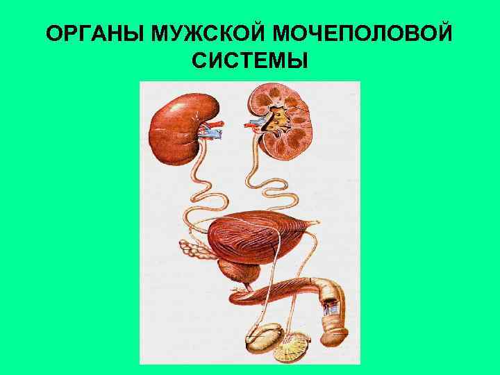 Мочевые органы мужчины. Органы мужской мочеполовой системы. Выделительная система мужчины. Анатомия мужской мочеполовой системы. Схема мочеполовой системы у мужчин.
