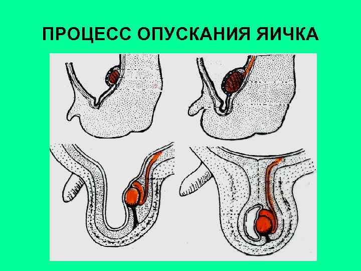 ПРОЦЕСС ОПУСКАНИЯ ЯИЧКА 